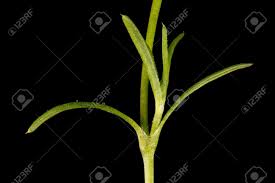 Attēlu rezultāti vaicājumam “Sagina procumbens”