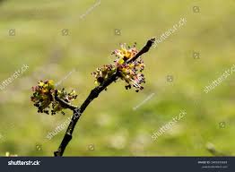 Attēlu rezultāti vaicājumam “Ulmus glabra flower”