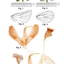 Attēlu rezultāti vaicājumam “Euphydrias aurinia upperside”
