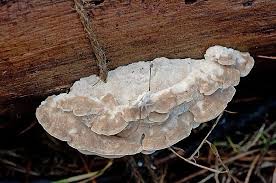 Attēlu rezultāti vaicājumam “Postia tephroleucus”