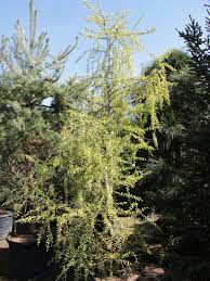 Attēlu rezultāti vaicājumam “Larix decidua”