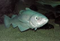 Image result for Pollachius pollachius