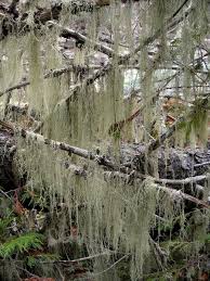 Attēlu rezultāti vaicājumam “Evernia divaricata”