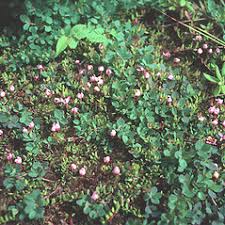 Attēlu rezultāti vaicājumam “Oxycoccus bud”