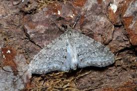 Attēlu rezultāti vaicājumam “Trichopteryx carpinata”