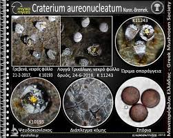 Attēlu rezultāti vaicājumam “Craterium aureonucleatum”