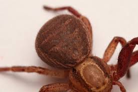 Attēlu rezultāti vaicājumam “Xysticus bifasciatus”