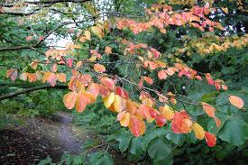 Attēlu rezultāti vaicājumam “Hamamelis japonica”