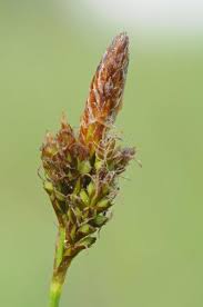 Attēlu rezultāti vaicājumam “Carex caryophyllea flower”