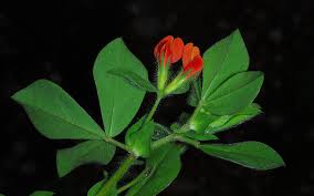 Image result for Lotus tetragonolobus