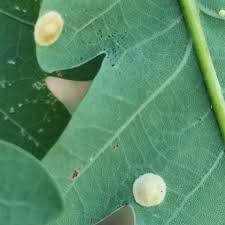 Attēlu rezultāti vaicājumam “Neuroterus quercusbaccarum”