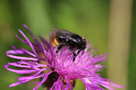 Attēlu rezultāti vaicājumam “Bombus lapidarius”