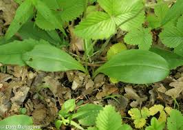Attēlu rezultāti vaicājumam “Platanthera bifolia leaf”