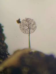 Attēlu rezultāti vaicājumam “Comatricha elegans var. microspora spores”