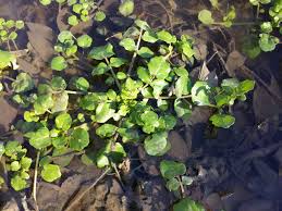 Image result for Brunnenkresse