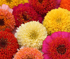 Image result for Zinnia elegans