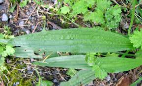 Attēlu rezultāti vaicājumam “Plantago lanceolata”