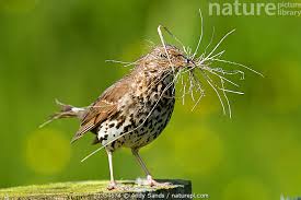 Attēlu rezultāti vaicājumam “Turdus philomelos”