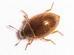 Attēlu rezultāti vaicājumam “Byrrhidae”