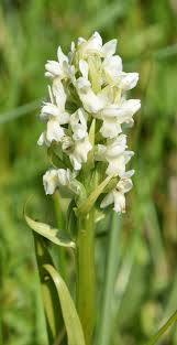 Attēlu rezultāti vaicājumam “Dactylorhiza ochroleuca flower”