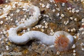 Attēlu rezultāti vaicājumam “Didymium serpula young”