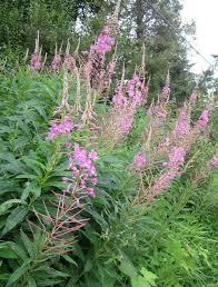 Attēlu rezultāti vaicājumam “Epilobium angustifolium bud”