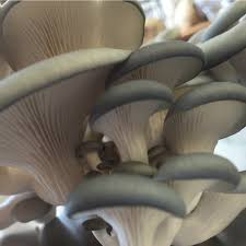 Attēlu rezultāti vaicājumam “Pleurotus ostreatus”