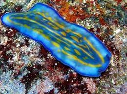 Attēlu rezultāti vaicājumam “Plathelminthes”