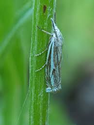 Attēlu rezultāti vaicājumam “Crambus lathoniellus”