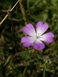 Attēlu rezultāti vaicājumam “Silene wolgensis”