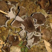 Attēlu rezultāti vaicājumam “Cratarellus cornucopioides”