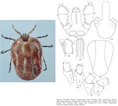 Attēlu rezultāti vaicājumam “Ixodes female”