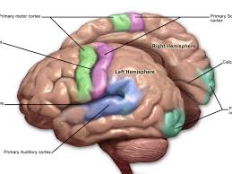 Image result for map of the brain