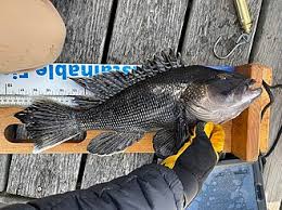 Image result for Centropristis striata