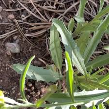 Attēlu rezultāti vaicājumam “Blysmus compressus fruit”