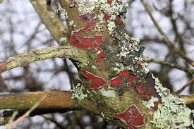 Attēlu rezultāti vaicājumam “Cytidia salicina”