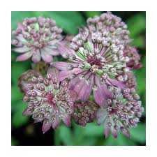Attēlu rezultāti vaicājumam “Astrantia major”