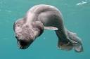Rare "Prehistoric" Shark Photographed Alive