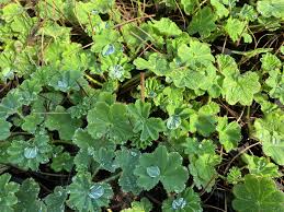 Attēlu rezultāti vaicājumam “Alchemilla subcrenata”