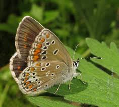 Attēlu rezultāti vaicājumam “Aricia artaxerxes  underside”