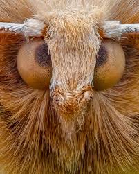 Attēlu rezultāti vaicājumam “Crocallis elinguaria”