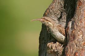 Attēlu rezultāti vaicājumam “Jynx torquilla adult”