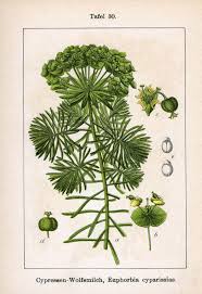 Attēlu rezultāti vaicājumam “Euphorbia cyparissias”