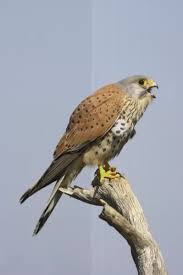 Attēlu rezultāti vaicājumam “Falco tinnunculus adult”