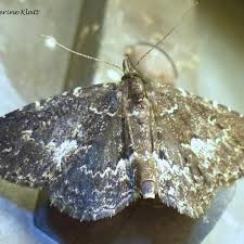 Attēlu rezultāti vaicājumam “Parascotia fuliginaria”