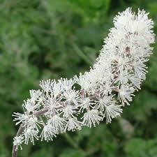 Image result for Silberkerze