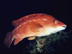 Image result for Labrus bergylta