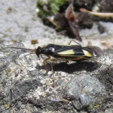 Attēlu rezultāti vaicājumam “Dryophilocoris flavoquadrimaculatus”