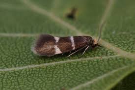 Attēlu rezultāti vaicājumam “Ortholepis betulae”