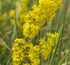 Attēlu rezultāti vaicājumam “Galium verum leaf”